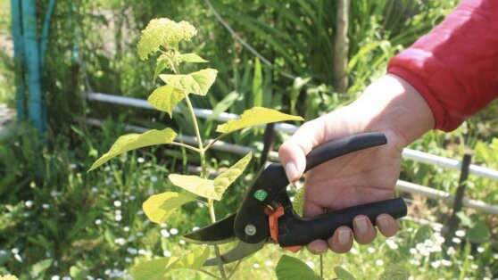 Как размножать гортензию черенками: инструкция новичкам