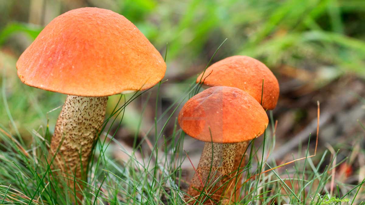 Подосиновик красный съедобные грибы