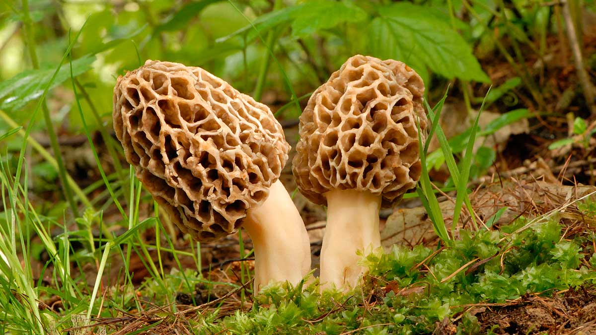 Сморчки - весенние грибы, которые порадуют ранним урожаем.
