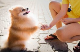 "Все понимают": топ-5 самых умных маленьких собак