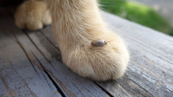 Безопасность животных на даче: 3 растения, отгоняющие клещей и блох с участка