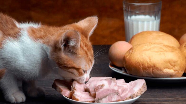 Можно ли кошкам молоко и сырое мясо: какие продукты опасны для питомцев
