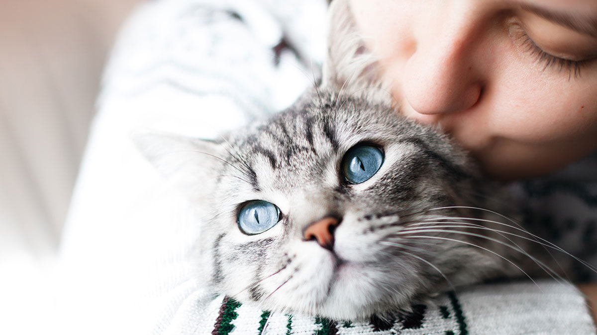 Милые пушистики: 10 пород котов, с которыми не захочется расставаться