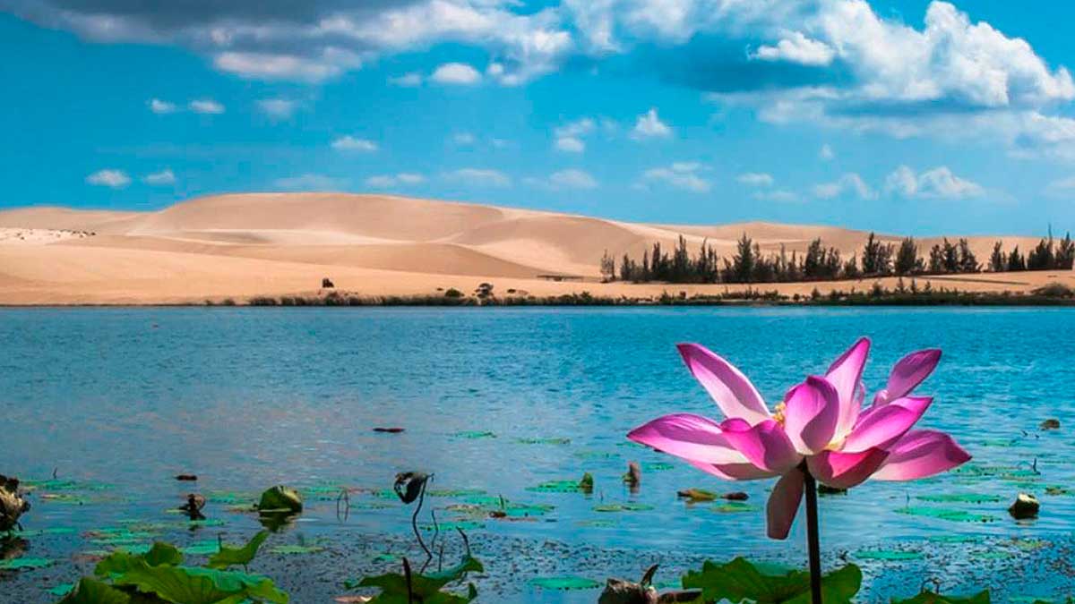 Рядом с Волгоградом располагается необычное озеро Лотосов. Оно известно тем, что каждый август там происходит цветение лотосов.