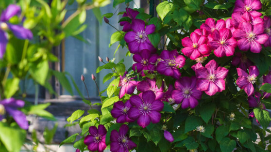 Клематисы: 7 самых неприхотливых и эффектных сортов для выращивания на участке