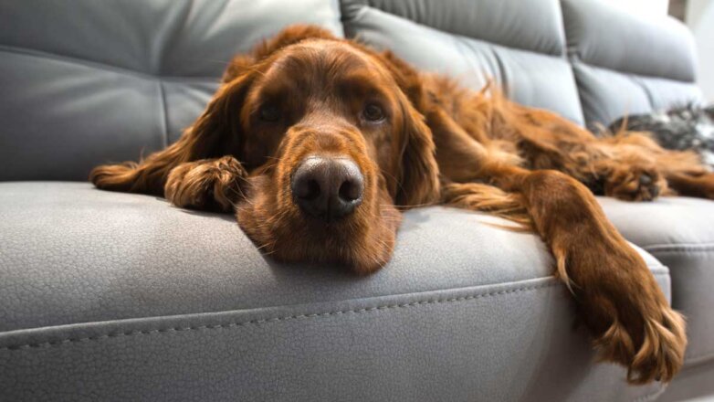 Поесть и поспать: самые ленивые породы собак назвали эксперты