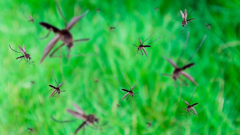 Экологичные средства для защиты от комаров перечислили эксперты