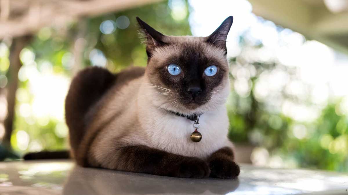 Королевский сиамский кот