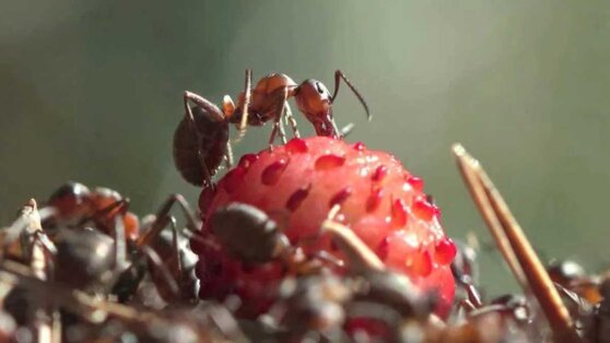 Муравейник на грядке клубники: как избавиться от насекомых безопасными способами