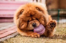 Любят одиночество: 5 пород собак, которые не страдают от разлуки с хозяином
