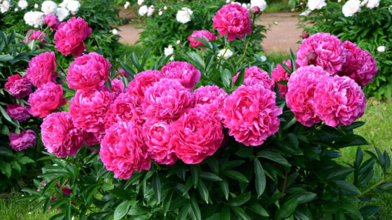 Названы лучшие сорта пионов для дачи