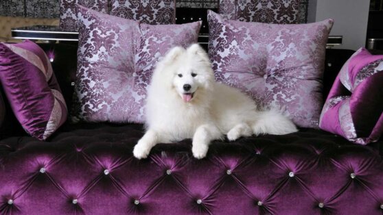 По цене автомобиля: топ-5 самых дорогих собак мира