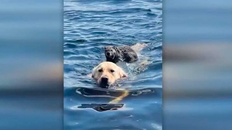 Сурок переплыл через озеро на спине собаки: видео