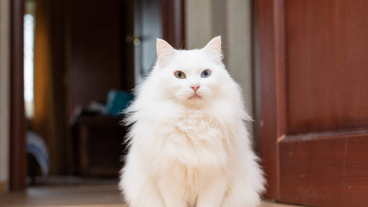 Кошка породы Турецкая ангора