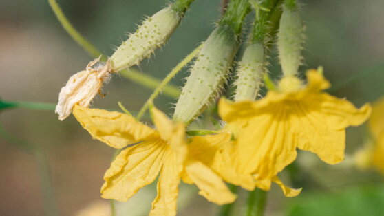 Желтеют и опадают завязи огурцов: в чем причины и как предотвратить