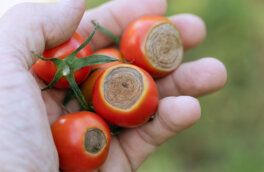 Парниковый эффект: как спасти от болезней томаты в теплице