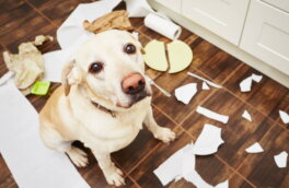 Перевернут весь дом: 7 неуклюжих пород собак, от которых хрупкие вещи лучше спрятать
