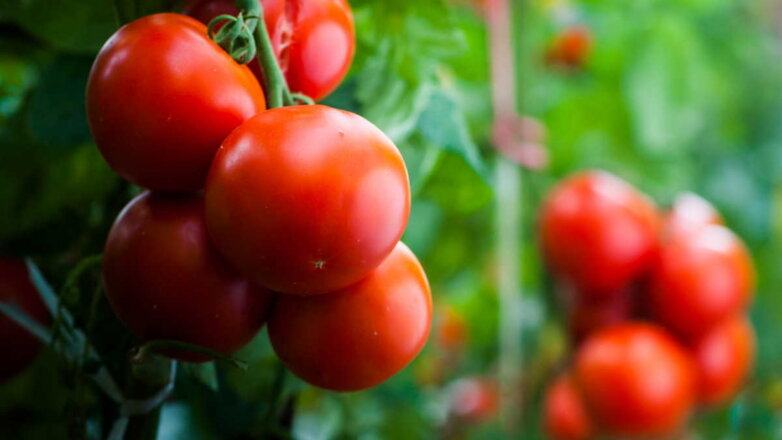 Приумножить урожай томатов в будущем году поможет одна хитрость на грядке в октябре