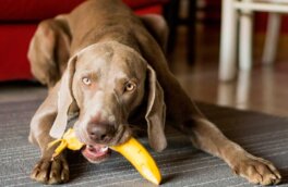 Можно ли собакам бананы: какие продукты вредны для питомцев