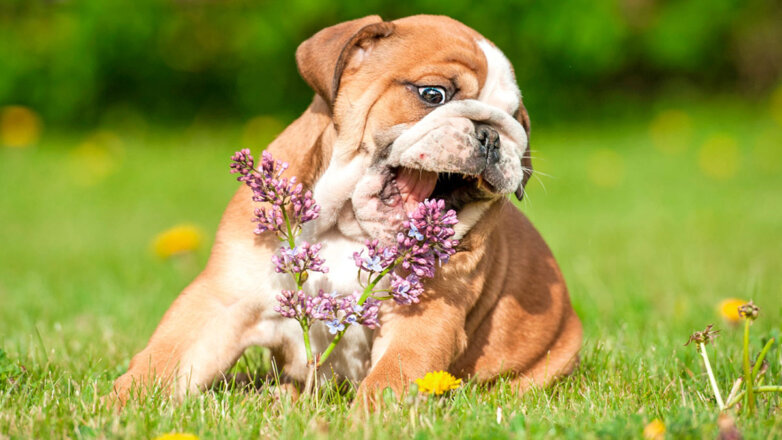 собака щенок ест цветок