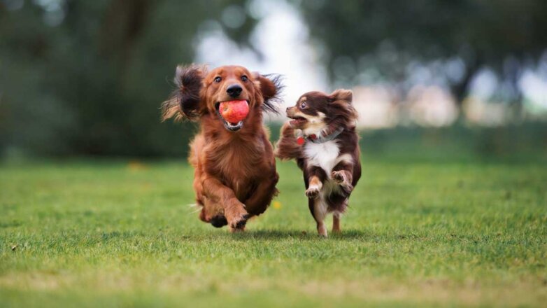 Собаки для детей: топ-5 самых игривых и активных пород