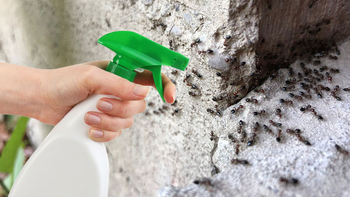 средство от муравьев распыление спрей
