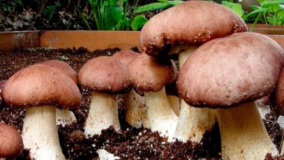 Как вырастить грибы на даче: несколько советов для новичков