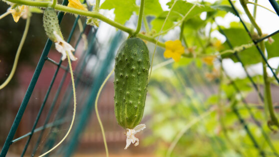 Как вырастить огурцы на маленьком участке: 3 простых, но необычных способа