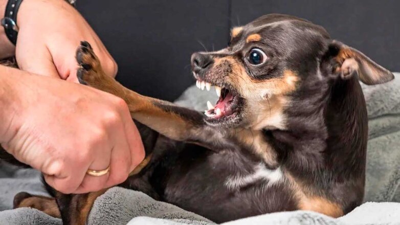 Мал, да сердит: почему маленькие собаки такие агрессивные