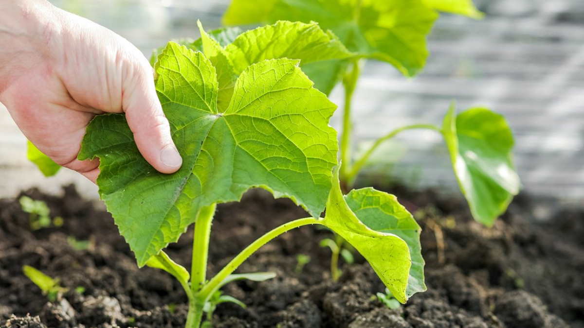 Посев огурцов в июле: простые советы от садовода
