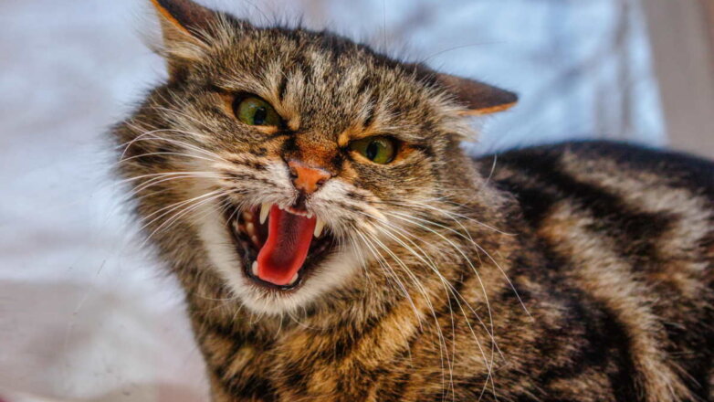 Как понять, что кошка ненавидит человека: 8 признаков недовольства