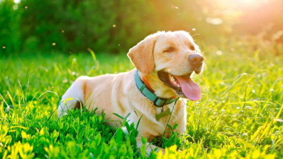 Тепловой удар у кошек и собак: как распознать беду