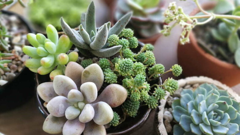 Не привередливы и красивы: 9 комнатных растений, требующих минимального ухода