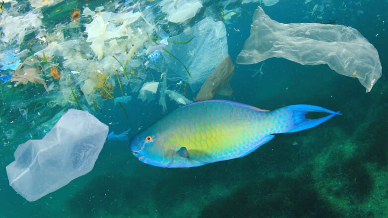Новый способ борьбы с пластиковым мусором предложили в Японии
