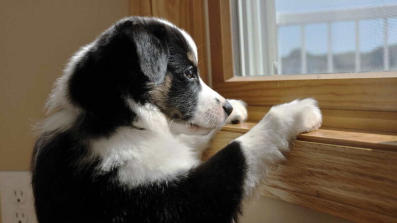 10 пород собак, которые сильнее всего страдают от разлуки с хозяином