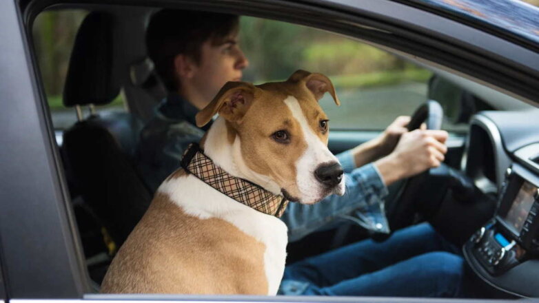 Автомобиль и питомец: 4 главных ошибки автовладельцев с собаками