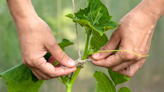 Как подвязать огурцы: простые и эффективные способы