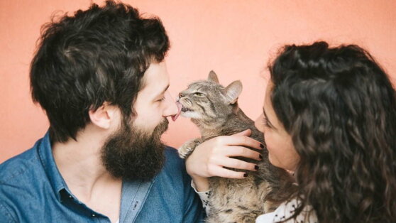 Добрые и ласковые: топ-7 самых дружелюбных кошек