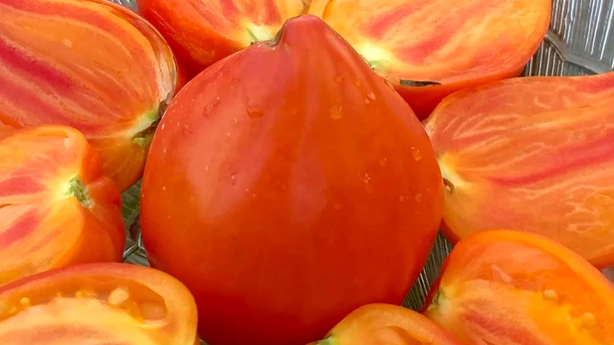 Сокровище инков томат