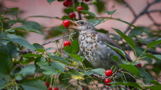 Как спасти урожай в саду и огороде от птиц: 5 простых и эффективных способов