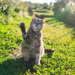 Как отпугнуть чужих кошек от дачного участка: 8 простых способов