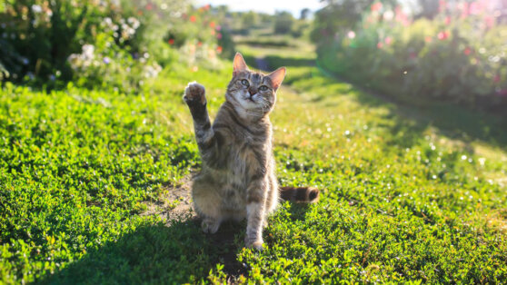 Как отпугнуть чужих кошек от дачного участка: 8 простых способов