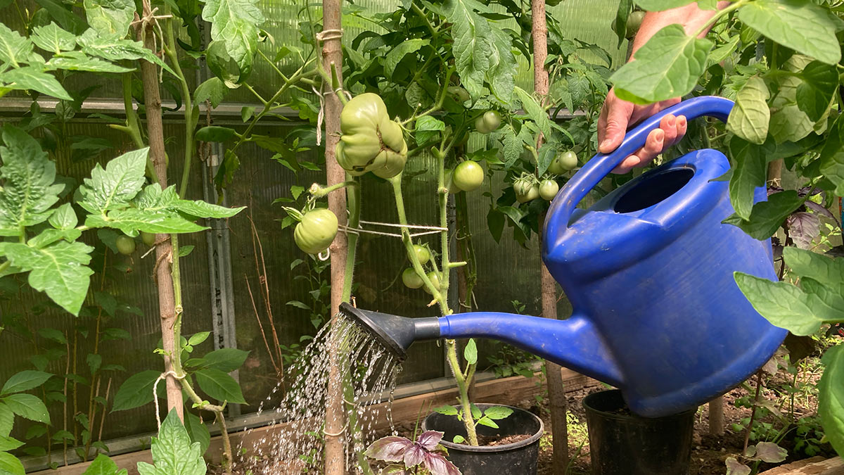 Чем подкормить помидоры в июле для хорошего урожая