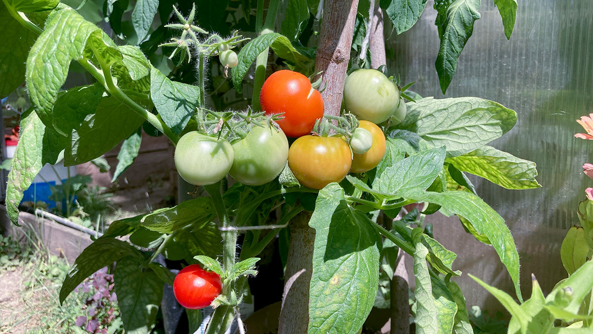 Как продлить период урожая томатов