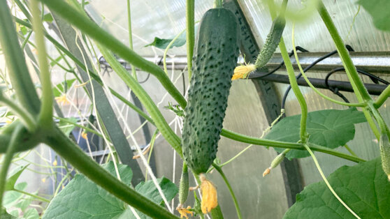 Как вдвое увеличить урожай огурцов: полезные советы дачникам