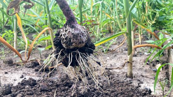 Не пропустить сроки: когда выкапывать чеснок в огороде