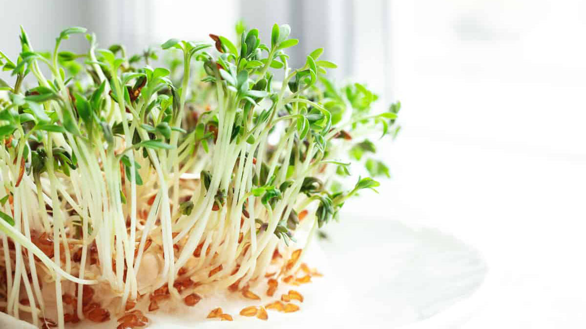 Микрогрин Кресс салат
