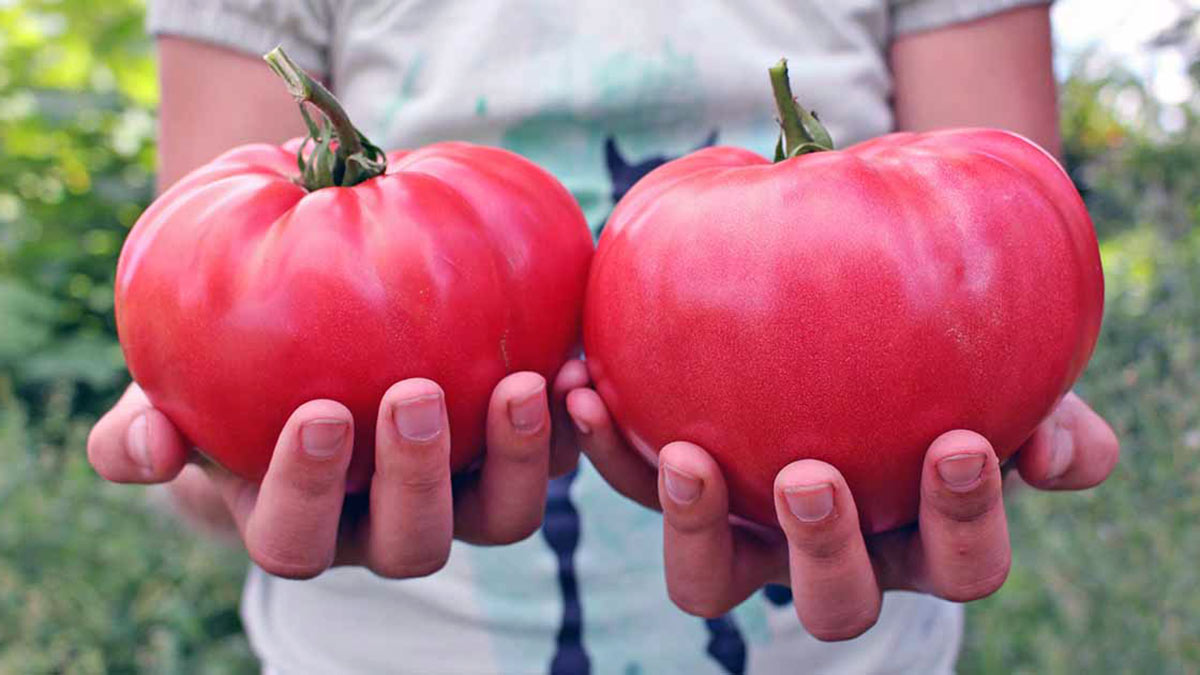 Розовый гигант томат