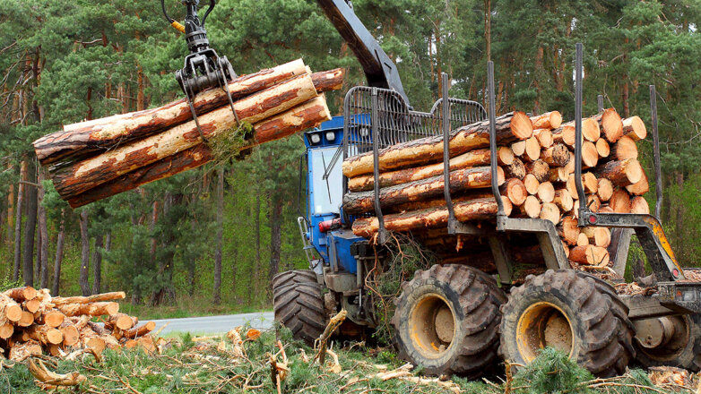 Приватизацию лесов в России назвали нецелесообразной