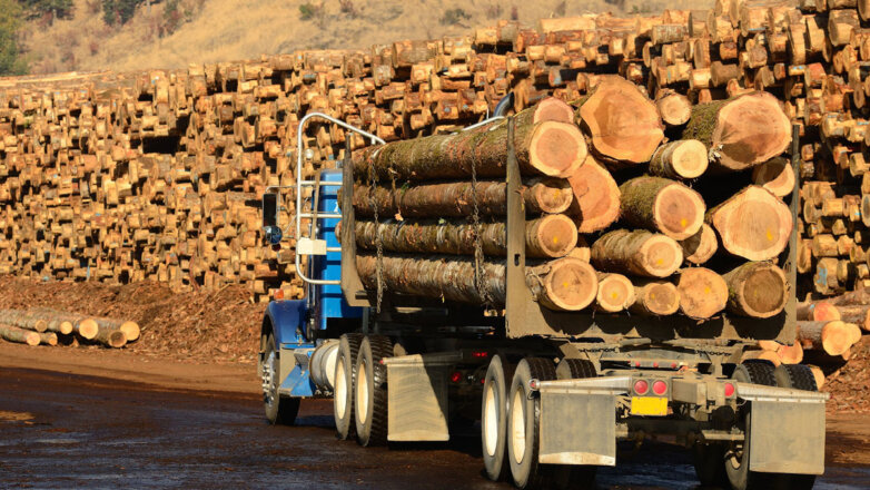 Глава компании Абрамовича и его партнеров призвал приватизировать лес